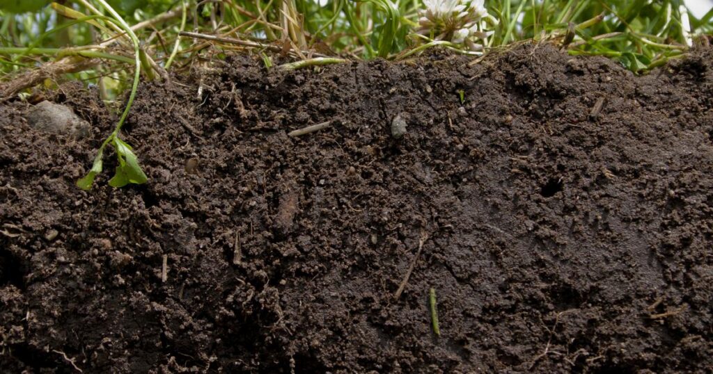 Application for Permit to Import soil peat or Sphagnum moss or other growing media