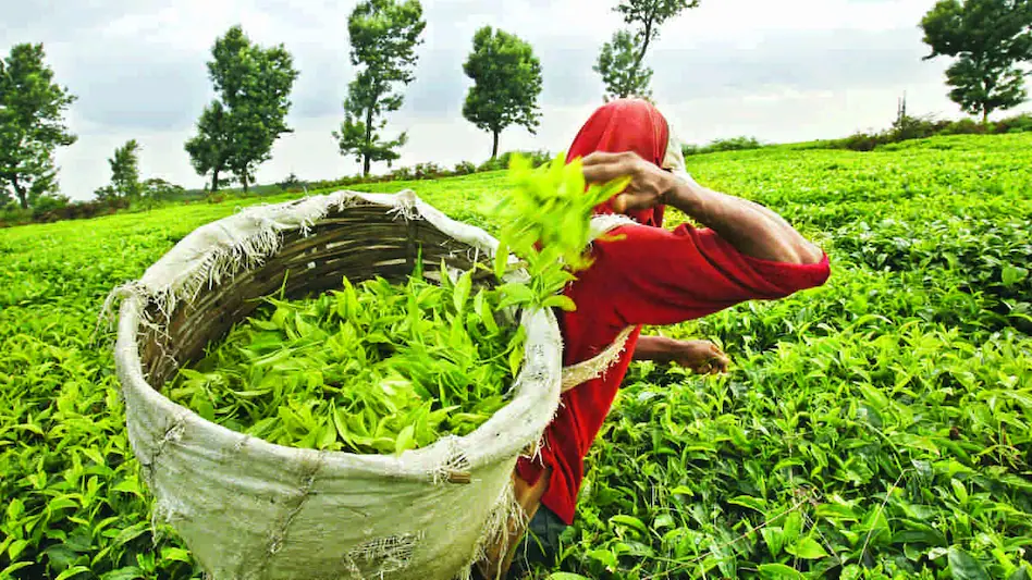 Tea Development and Promotion Scheme