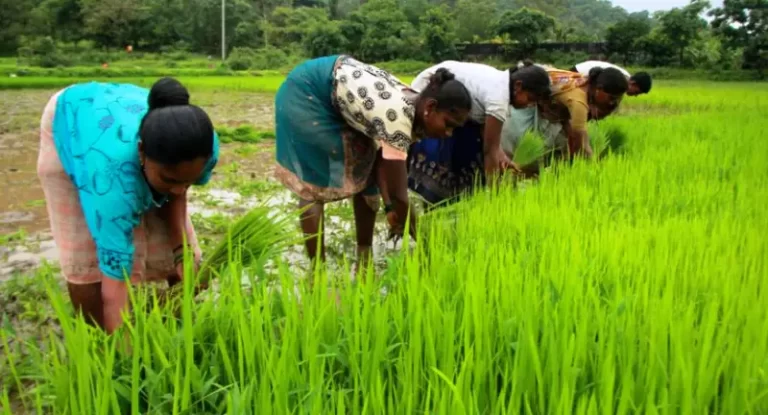 Scheme of Agriculture