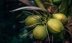 coconut palm insurance scheme